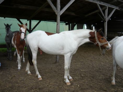 poni_szin.jpg